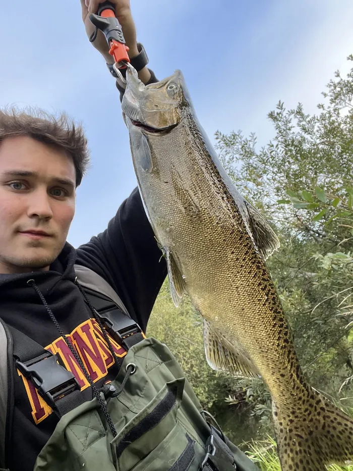 Chinook salmon caught at Sammamish River
