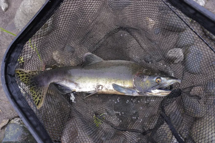 Chum salmon caught at Snoqualmie River