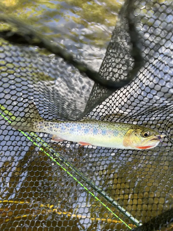 Cutthroat trout caught at Snoqualmie River
