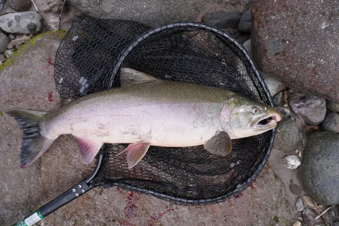 Coho salmon caught at Near the Sauk River