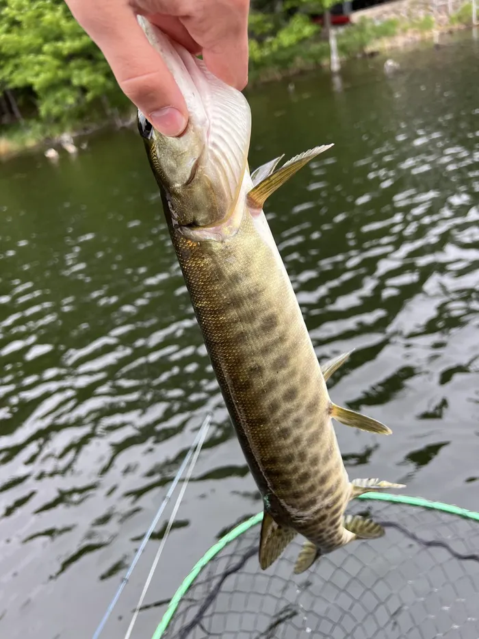 Muskellunge caught at Lake of the Woods