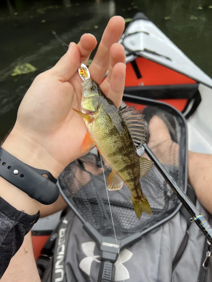 Yellow perch caught at Lake Washington