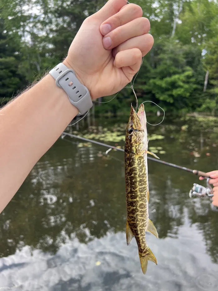 Pickerel caught at Lake of the Woods