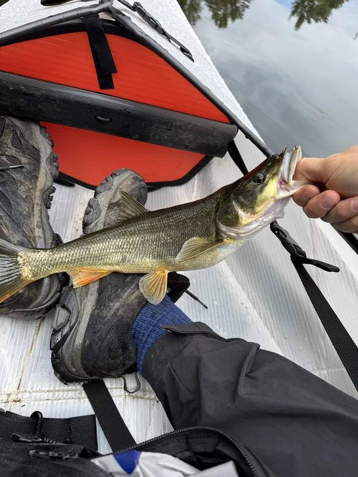 Northern pikeminnow caught at Sammamish River