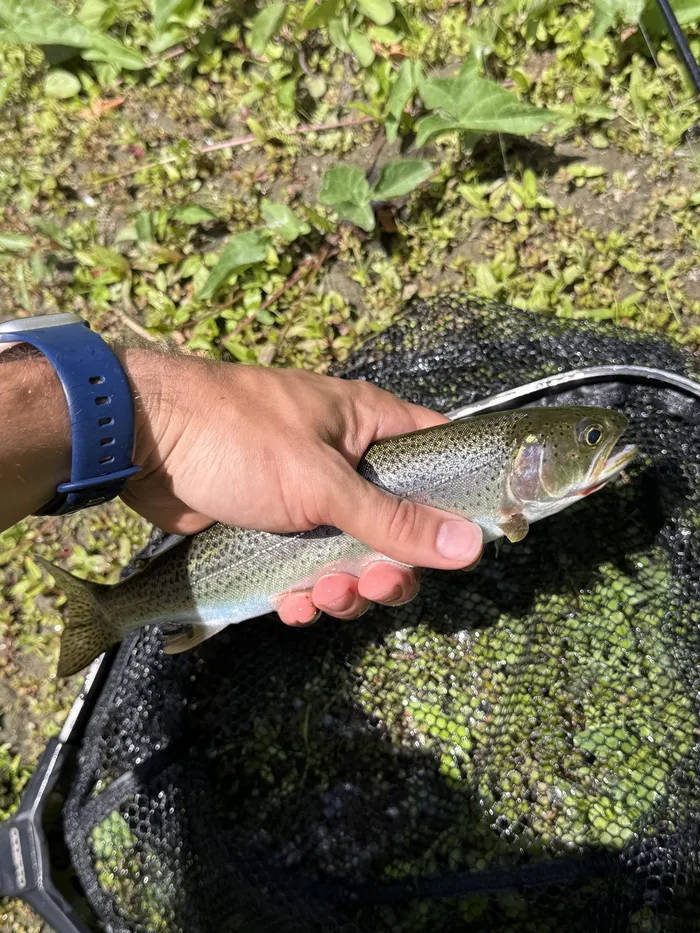 Rainbow trout caught at Skykomish River