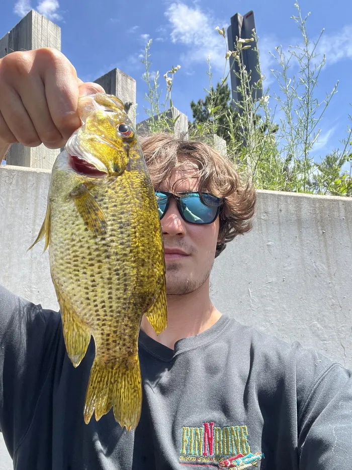 Rock bass caught at Eagan, MN