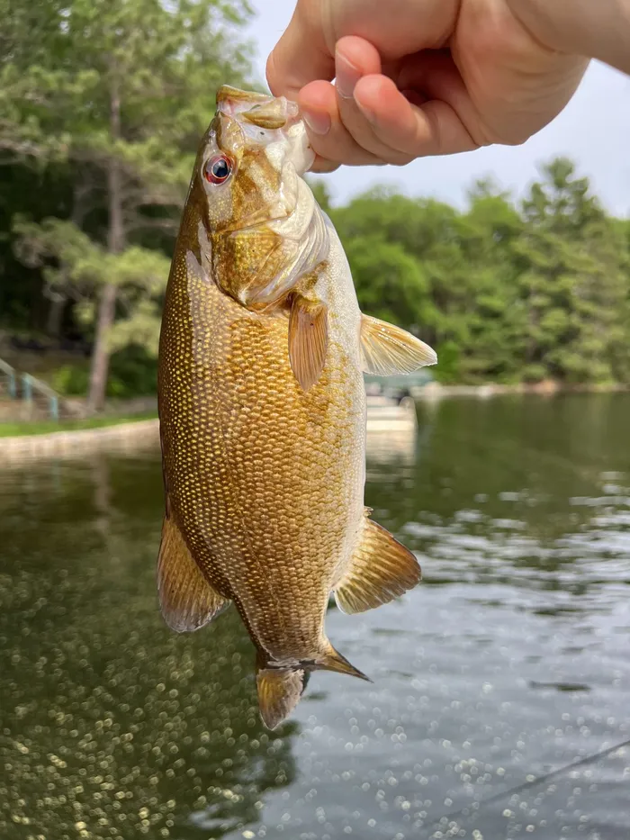 Smallmouth bass caught at Vermillion River